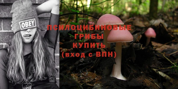 хмурый Аркадак