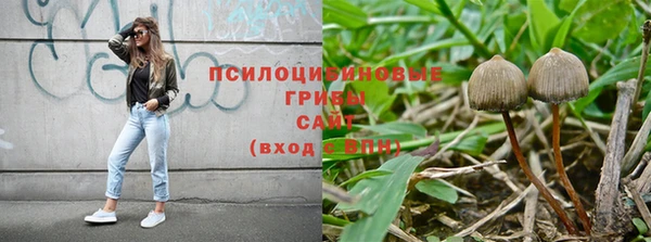 хмурый Аркадак